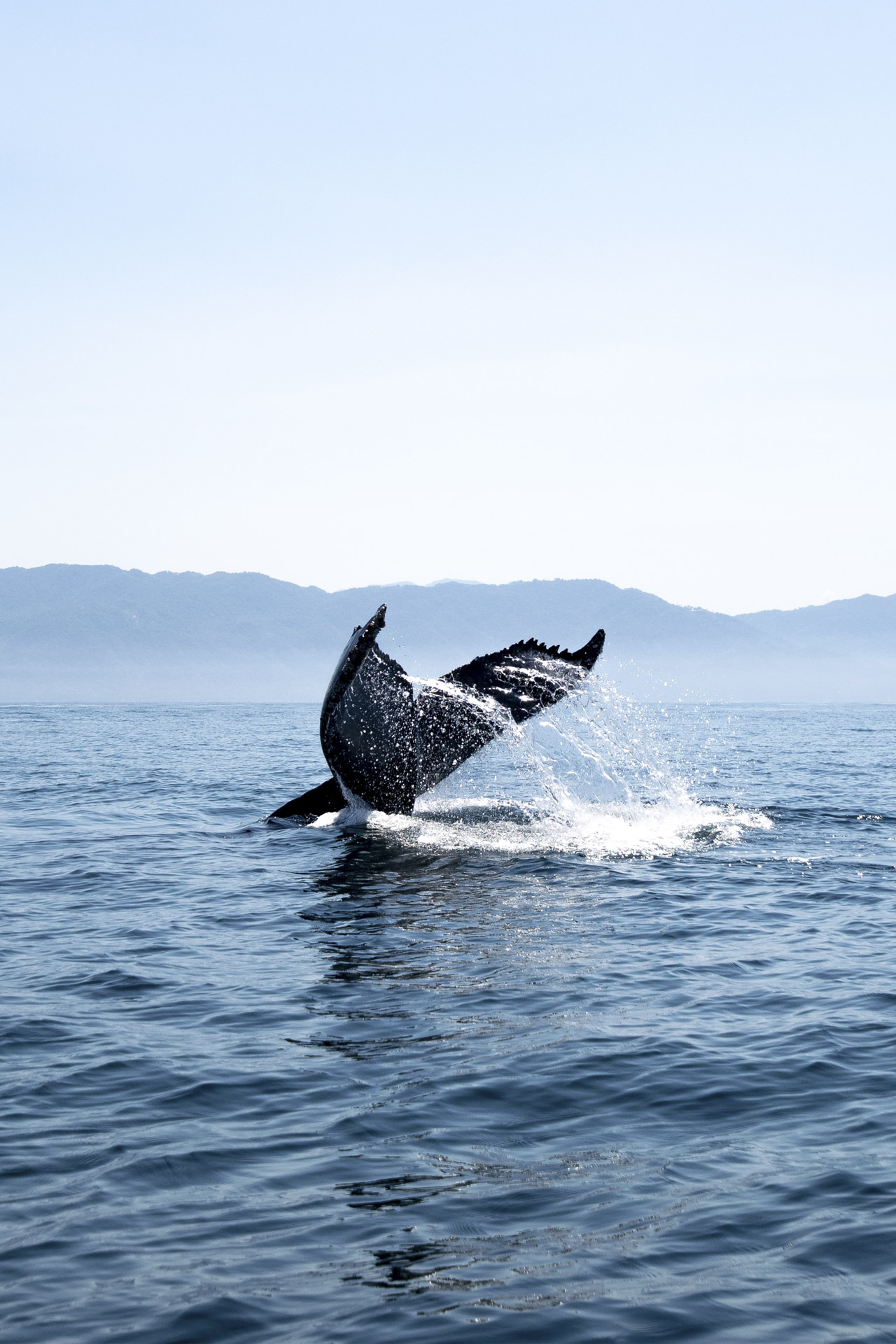 Whales - Marine and Safety Tasmania